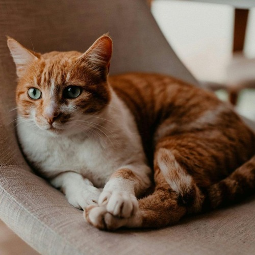 a cat lying on a chair